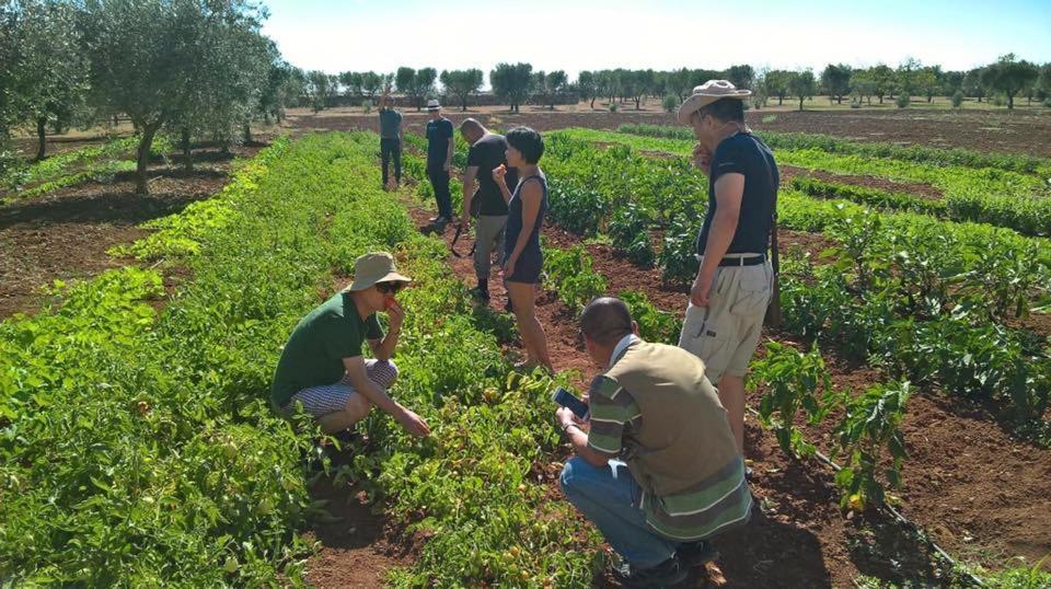 Tenuta Masseria & Spa Chicco Rizzo Sternatia Eksteriør bilde